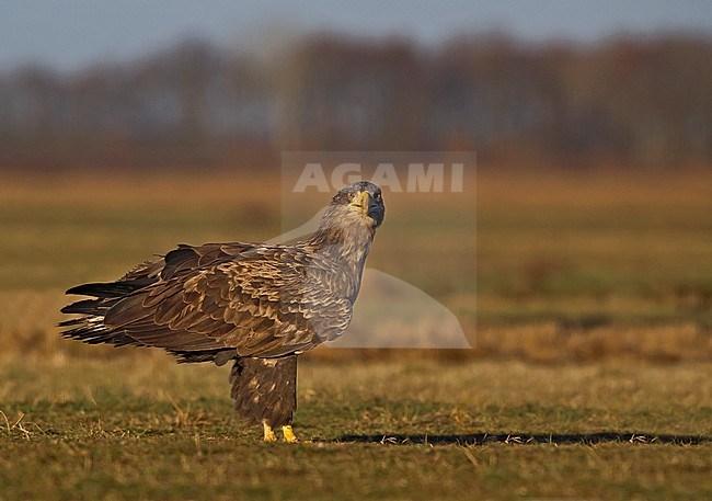 White-tailed Eagle, Haliaeetus albicilla stock-image by Agami/Alain Ghignone,