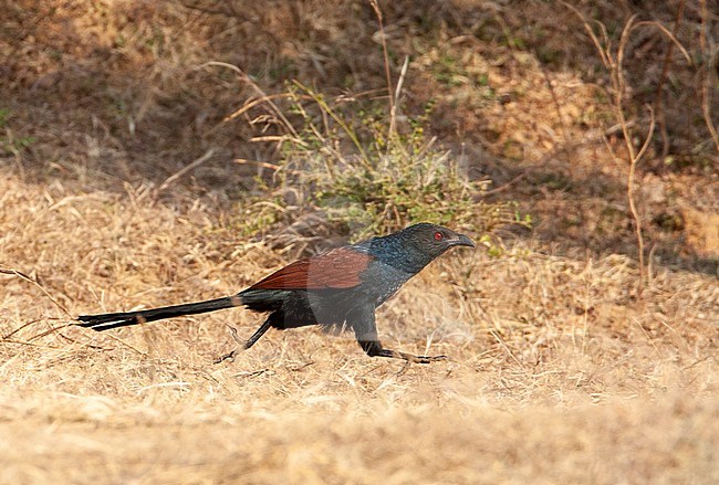 Greater Coucal (Centropus sinensis) running on the ground, right in the open, on a dry grassfield. stock-image by Agami/Marc Guyt,