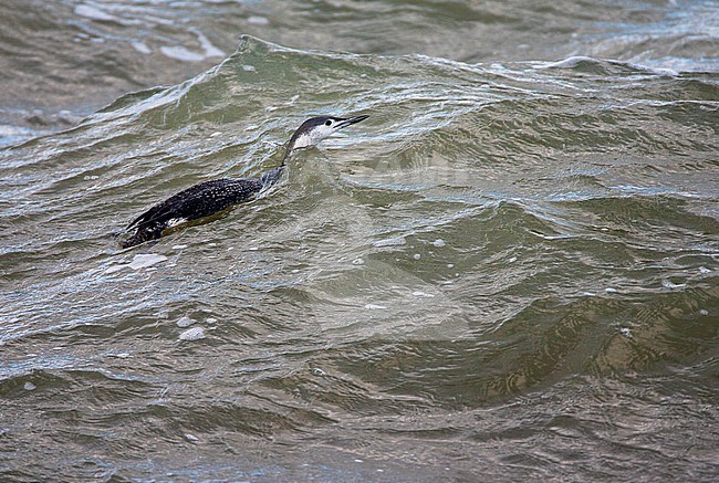 Wintering Red-throated Diver (Gavia stellata) offshore in the North Sea at IJmuiden in the Netherlands. stock-image by Agami/Marc Guyt,