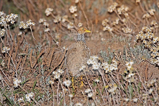 Plains-wanderer, Pedionomus torquatus) Critically Endangered. The majority of the remaining population is found in New South Wales. stock-image by Agami/Pete Morris,