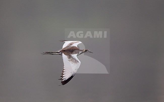 Pheasant-tailed Jacana (Hydrophasianus chirurgus) in flight at Chiang Saen Lake, Thailand stock-image by Agami/Helge Sorensen,