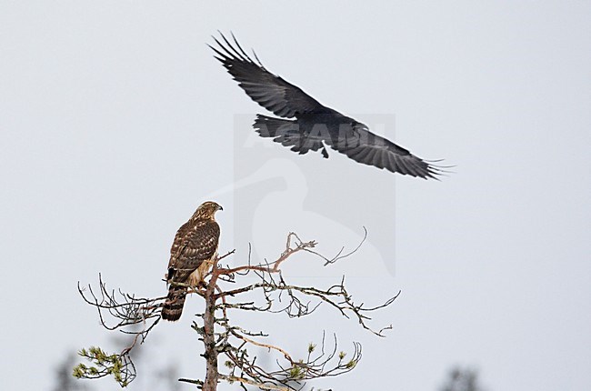 Havik onvolwassen zittend met raaf; Northern Goshawk immature perched with Raven stock-image by Agami/Markus Varesvuo,