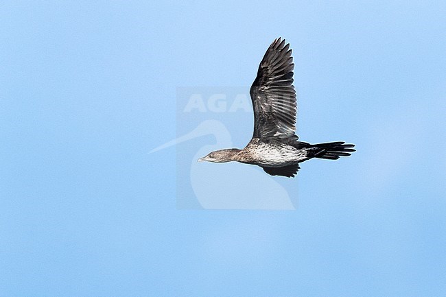 Pygmy Cormorant (Microcarbo pygmaeus) at the Bulgarian coast during autumn migration. stock-image by Agami/Marc Guyt,