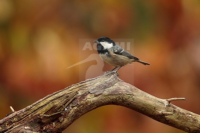 Zwarte mees zittend op tak; Coal tit sitting on branch; stock-image by Agami/Walter Soestbergen,