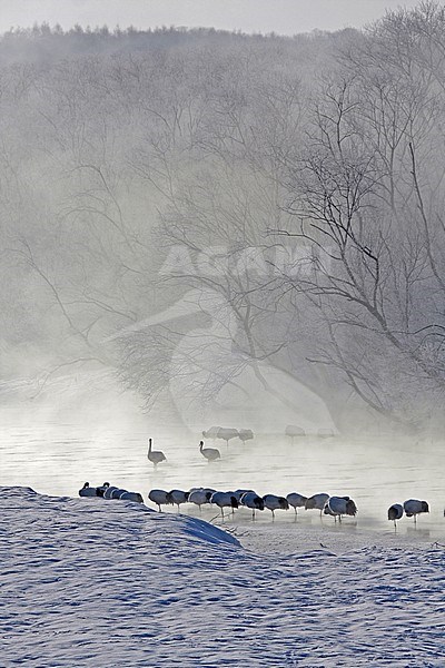 A flock of Red-crowned Cranes (Grus japonensis) resting in a frozen river in Hokkaido, Japan. This is a large East Asian species of crane and among the rarest cranes in the world. It is known as a symbol of luck, longevity, and fidelity. stock-image by Agami/Pete Morris,