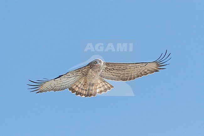 Short-toed Eagle - Schlangenadler - Circaetus gallicus, Spain, adult stock-image by Agami/Ralph Martin,