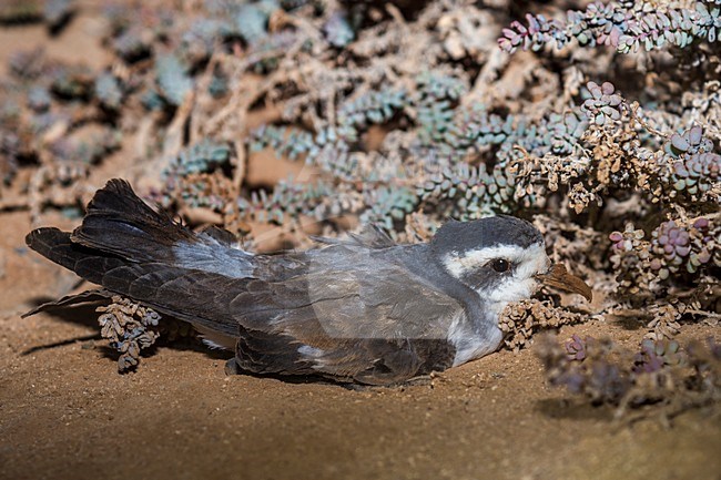 Bont Stormvogeltje zittend bij nest, White-faced Storm-Petrel perched near nest stock-image by Agami/Daniele Occhiato,