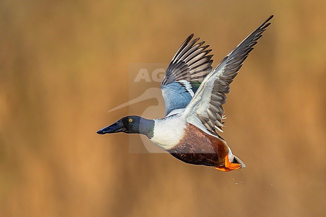 Male Northern Shoveler (Spatula clypeata) in Italy. stock-image by Agami/Daniele Occhiato,