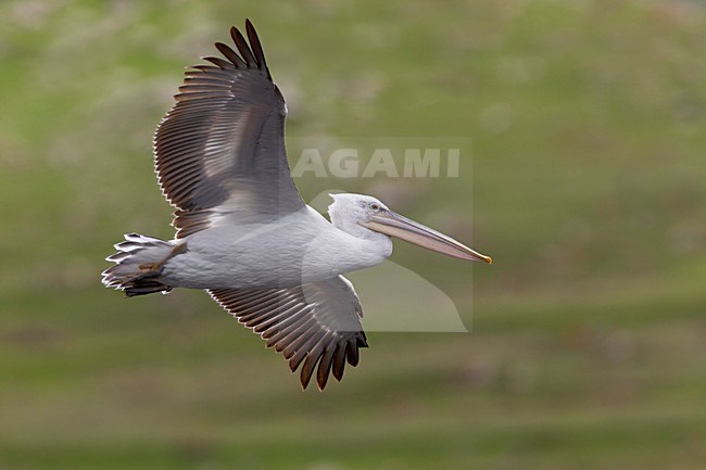 Kroeskoppelikaan in vlucht, Dalmatian Pelican in flight stock-image by Agami/Daniele Occhiato,