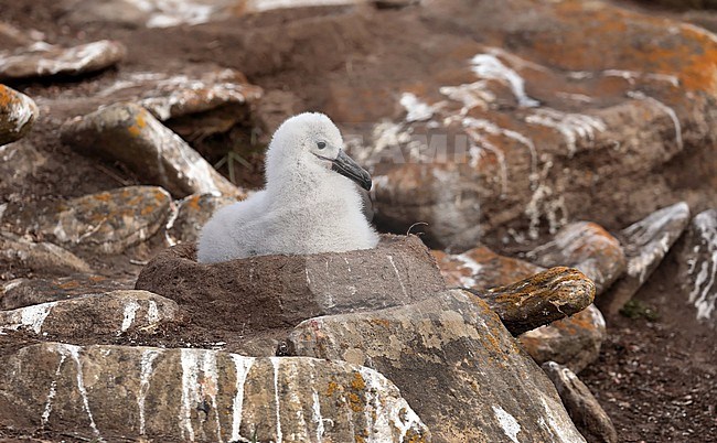 Na een broedduur van zo'n 70 dagen, duurt het nog vier maanden voordat een jonge Wenkbrauwalbatros uitvliegt After 70 days it will take another 40 days before a young Black-browed Albatross is leaving the nest s stock-image by Agami/Jacques van der Neut,