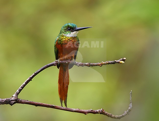 Rufous-tailed Jacamar, Galbula ruficauda stock-image by Agami/Greg & Yvonne Dean,