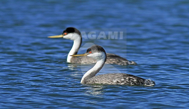 Zwanenhalsfuut, Western Grebe, Aechmophorus occidentalis stock-image by Agami/Pete Morris,