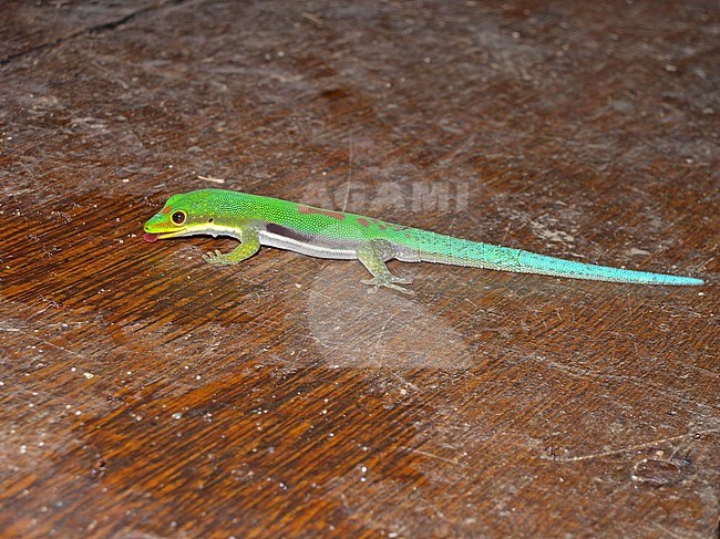 Lesser Day Gecko (Phelsuma pusilla) is a species of gecko found in Madagascar. Eating scraps from a table in a restaurant. stock-image by Agami/Pete Morris,