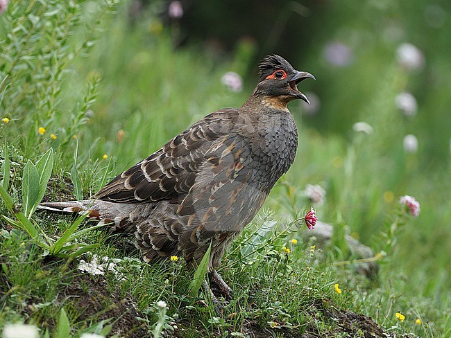 Szechenyi's monal-partridge (Tetraophasis szechenyii) on Tibetan plateau, Qinghai, China. Also known as buff-throated partridge. stock-image by Agami/James Eaton,