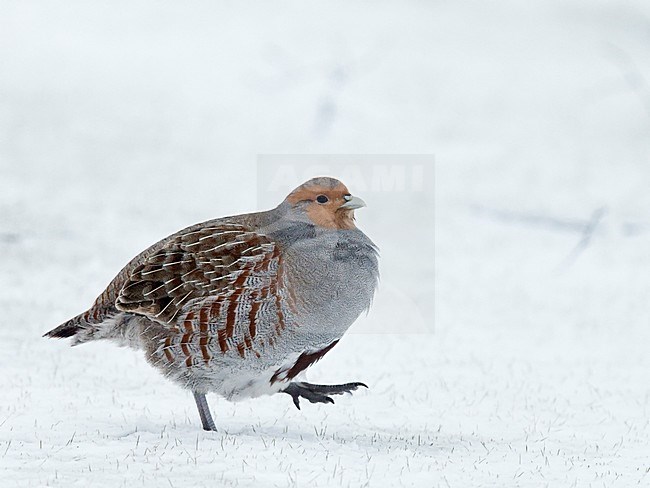 Patrijs in de sneeuw, Grey Partridge in the snow stock-image by Agami/Markus Varesvuo,