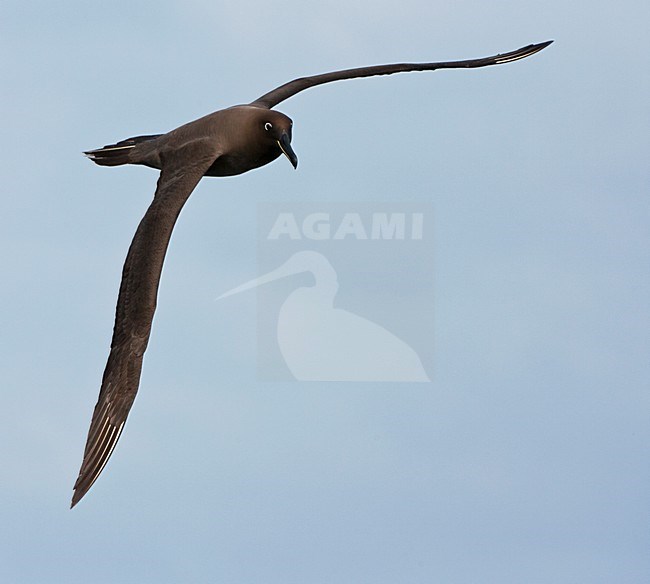 Zwarte Albatros in vlucht; Sooty Albatros in flight stock-image by Agami/Marc Guyt,