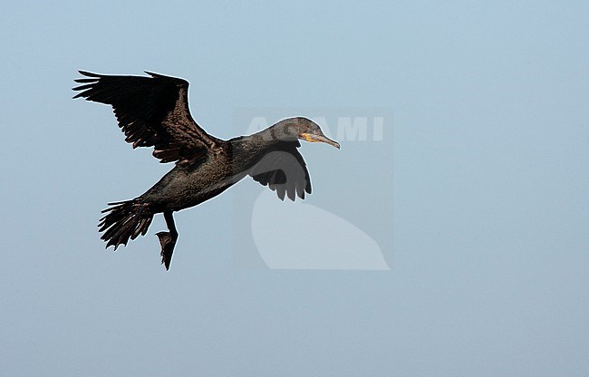 Cape Cormorant (Phalacrocorax capensis) along the coast in South Africa. Landing in the colony at the coast. stock-image by Agami/Marc Guyt,