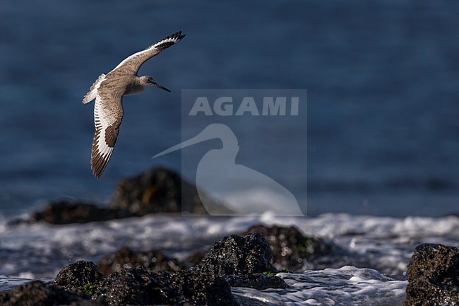 Foeragerende Willet; Western Willet foraging stock-image by Agami/Daniele Occhiato,