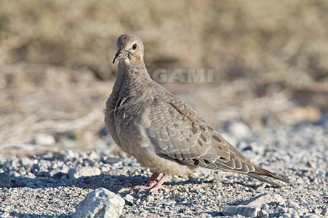 Onvolwassen Treurduif Californie USA, Immature Mourning Dove California USA stock-image by Agami/Wil Leurs,