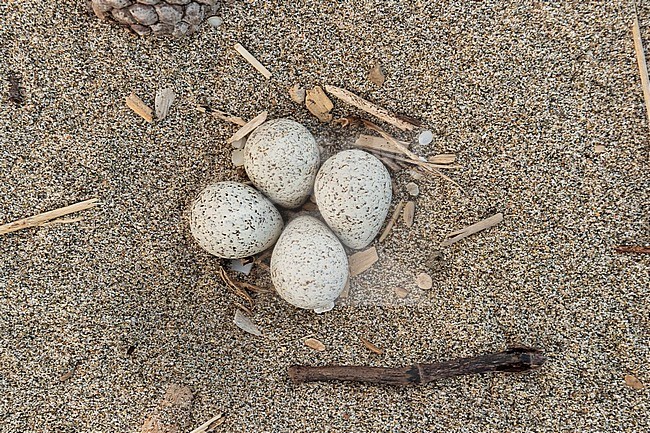 Nest of Little Ringed Plover (Charadius dubius), Close-up of a nest with four eggs, Campania, Italy stock-image by Agami/Saverio Gatto,