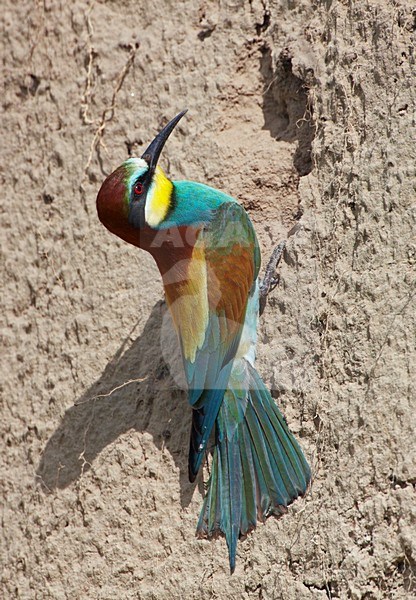 Bijeneter; European Bee-eater (Merops apiaster) Hungary May 2008 stock-image by Agami/Markus Varesvuo / Wild Wonders,