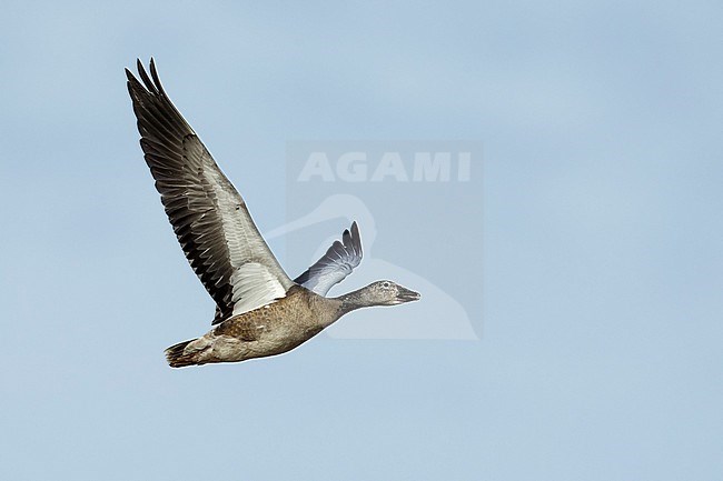 Juvenile blue morph
Socorro Co., N.M.
December 2014 stock-image by Agami/Brian E Small,