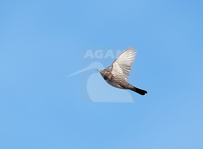 Ring Ouzel (Turdus torquatus torquatus) on migration flying against a blue sky showing underside stock-image by Agami/Ran Schols,