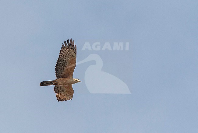 Crested Honey Buzzard (Pernis ptilorhynchus) migrating over Happy Island on the east coast of China. stock-image by Agami/Marc Guyt,