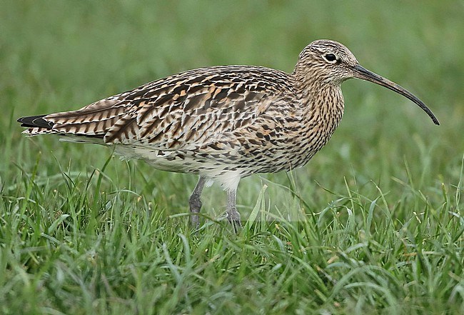 Eurasian Curlew, Numenius arquata stock-image by Agami/Fred Visscher,