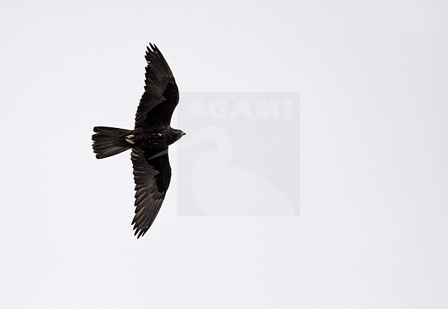 Black Falcon (Falco subniger) in flight. It is medium-large falcon that is endemic to Australia. stock-image by Agami/Pete Morris,