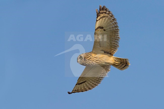 Velduil in vlucht; Short-eared Owl in flight stock-image by Agami/Daniele Occhiato,