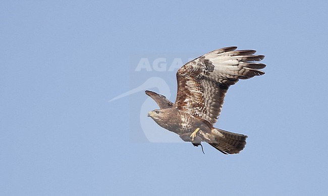 Common Buzzard (Buteo buteo) in flight with mouse as prey near Rudersdal in Denmark. stock-image by Agami/Helge Sorensen,