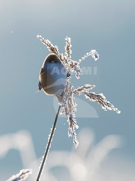 A frontal view of a female Bearded Reedling (Panurus biarmicus) feeding on frozen reed made in Finland during a cold winter. stock-image by Agami/Markku Rantala,