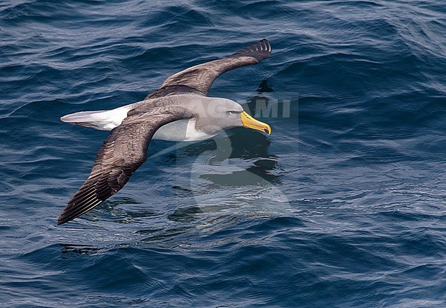 Adult Chatham Albatross (Thalassarche eremita) in flight near the only colony on The Pyramid off the Chatham Islands, New Zealand. Gliding low above the sea surface. stock-image by Agami/Marc Guyt,