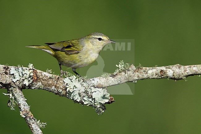 Adult female breeding
Galveston Co., TX
May 2017 stock-image by Agami/Brian E Small,