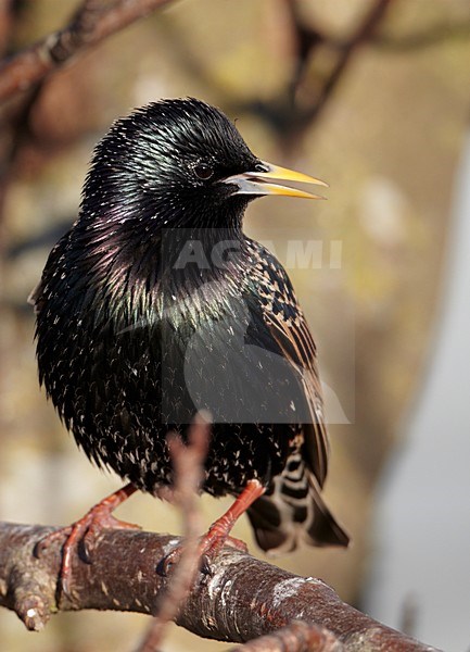 Zingende Spreeuw, Singing Common Starling stock-image by Agami/Markus Varesvuo,