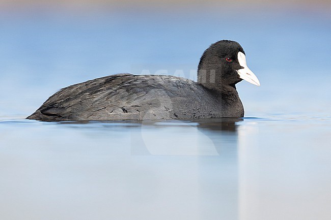 Eurasian Coot (Fulica atra), side view of an adult swimming in the water, Lazio, Italy stock-image by Agami/Saverio Gatto,