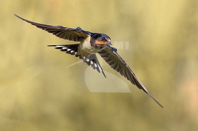 Barn Swallow (Hirundo rustica) in Italy. stock-image by Agami/Daniele Occhiato,