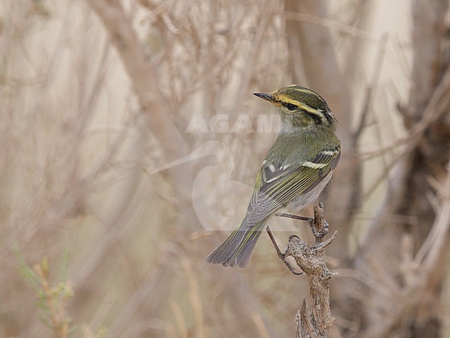 Pallas's Leaf Warbler (Phylloscopus proregulus) stock-image by Agami/Mike Danzenbaker,