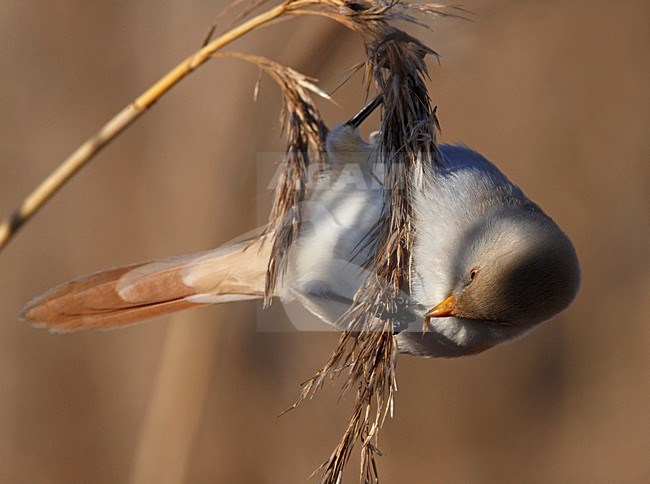 Baardman foeragerend in rietveld; Bearded Reedling foraging in reedbed stock-image by Agami/Markus Varesvuo,