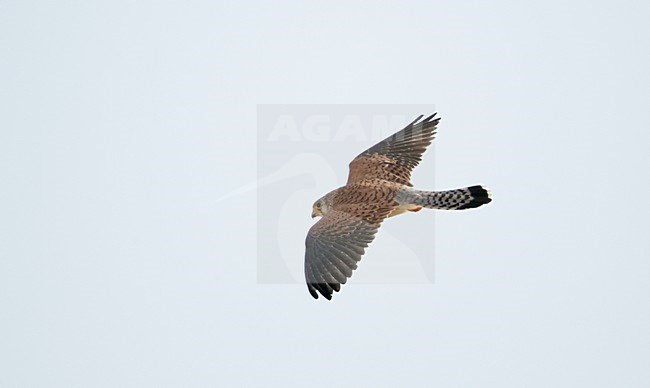 Vrouwtje Kleine torenvalk in vlucht, Female Lesser Kestrel in flight stock-image by Agami/Markus Varesvuo,