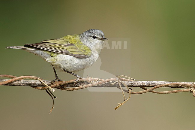 Adult male
Galveston Co., TX
May 2018 stock-image by Agami/Brian E Small,