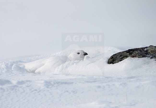 Moerassneeuwhoen in winterkleed in de sneeuw; Willow Ptarmigan in winter plumage in the snow stock-image by Agami/Markus Varesvuo,