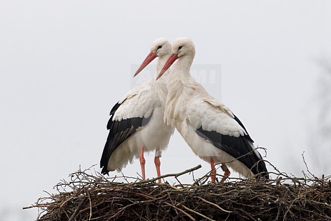 White Stork a pair on nest, Ooievaar een paar op nest stock-image by Agami/Han Bouwmeester,