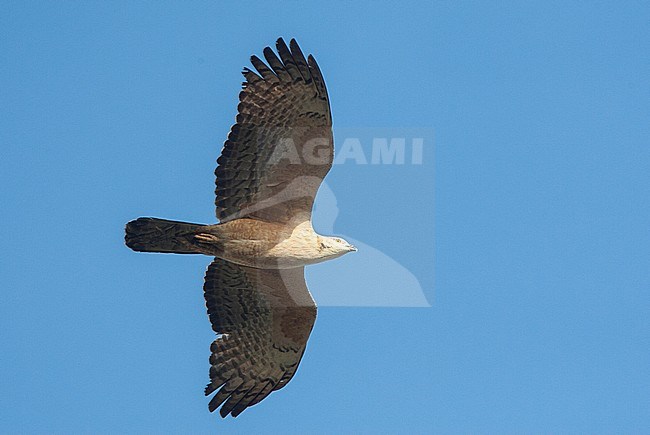 Aziatische Wespendief op doortrek over Happy Island; Crested Honey Buzzard migrating over Happy Island, China stock-image by Agami/Marc Guyt,