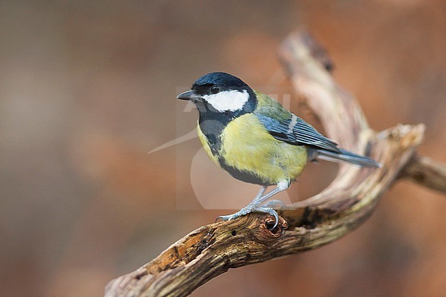 Great Tit - Kohlmeise - Parus major ssp. major, Germany, 1st cy, male stock-image by Agami/Ralph Martin,