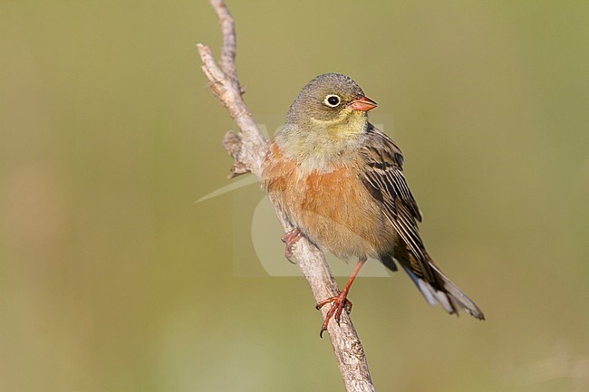 Ortolan Bunting - Ortolan - Emberiza hortulana, Kazakhstan, adult male stock-image by Agami/Ralph Martin,