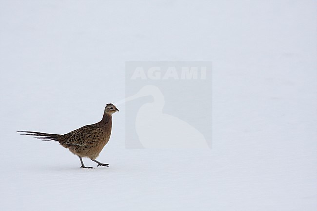 Fazant vrouwtje lopend in sneeuw Common Pheasant female walking in snow stock-image by Agami/Chris van Rijswijk,