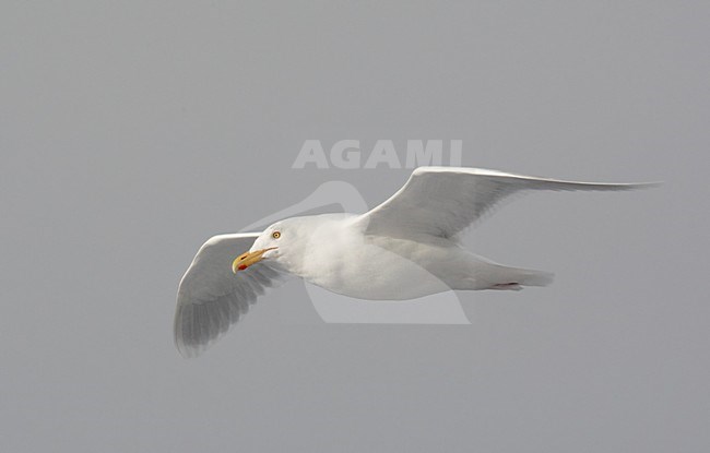 Volwassen Grote Burgemeester in de vlucht; Adult Glaucous Gull in flight stock-image by Agami/Markus Varesvuo,