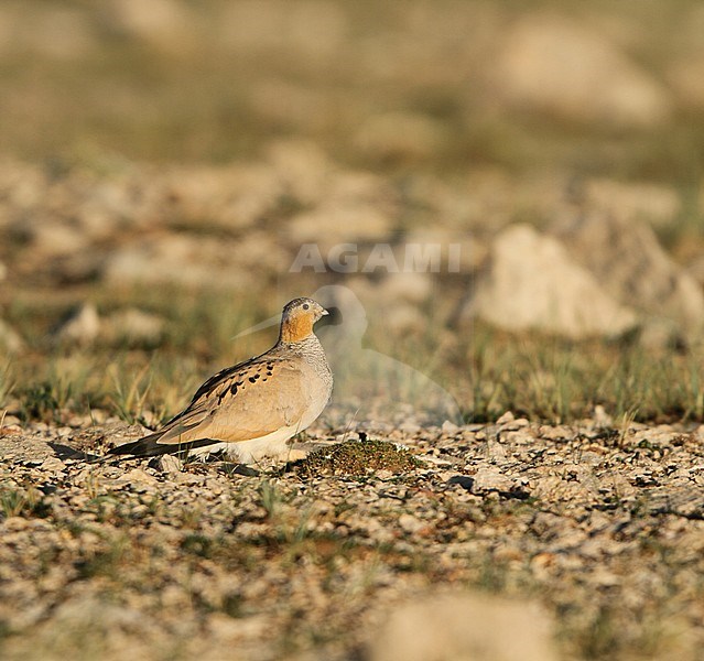 Tibetan Sandgrouse (Syrrhaptes tibetanus) a male perched in the desert stock-image by Agami/James Eaton,